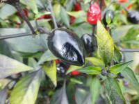 Capsicum annuum (Paprika setá 'Black Pearl')