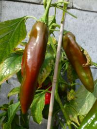 Paprika křídlatá 'Anaheim'