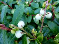 Gaultheria miqueliana (Libavka Miquelova)