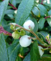 Gaultheria miqueliana (Libavka Miquelova)