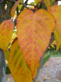 Acer laxiflorum (Javor řídkokvětý - podzimní list)