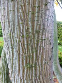 Acer laxiflorum (Javor řídkokvětý - kmen)