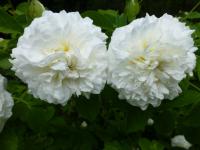 Růže Sadové růže 'Madame Legras de St Germain' - větévky s květy