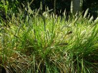 Sesleria caerulea (Pěchava vápnomilná)