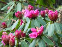 Rhododendron oreodoxa (Pěnišník horský)