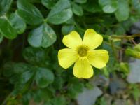 Oxalis megalorrhiza (Šťavel velkokořenný)