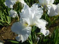 Iris barbata 'Immortality' kosatec zahradní květy, květenství Iris barbata 'Immortality' kosatec zahradní květy, květenství