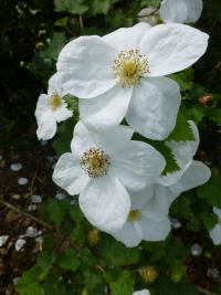 Rubus trilobus (Ostružiník trojlaločný)