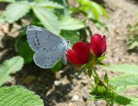 Potentilla thurberi (Mochna 'Monarch's Velvet')
