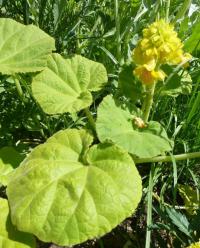 Ibicella lutea (Ibicella)