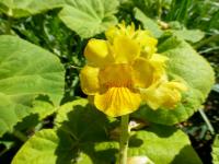 Ibicella lutea (Ibicella)