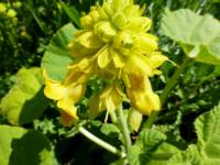Ibicella lutea (Ibicella)
