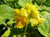 Ibicella lutea (Ibicella)