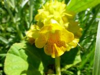 Ibicella lutea (Ibicella)
