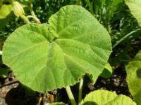 Ibicella lutea (Ibicella)