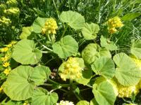 Ibicella lutea (Ibicella)