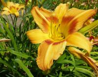 Hemerocallis (Denivka 'Tiger Eye Hager')