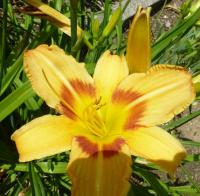 Hemerocallis (Denivka 'Tiger Eye Hager')