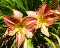 Hemerocallis (Denivka 'Thy True Love')