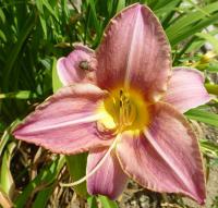 Hemerocallis (Denivka 'Seductress')