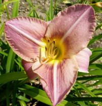 Hemerocallis (Denivka 'Seductress')