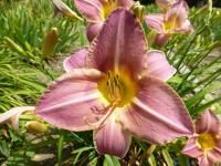 Hemerocallis (Denivka 'Seductress')