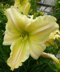 Hemerocallis     'CZ Xena'  denivka květy, květenství