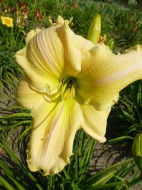 Hemerocallis (Denivka 'CZ Xena')