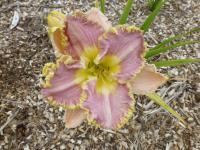 Hemerocallis (Denivka 'Darla Anita')