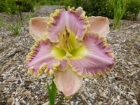Hemerocallis (Denivka 'Darla Anita')