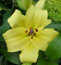 Lilium (Lilie 'Eldoret' - OT Hybridy)