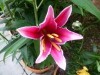 Lilium (Lilie 'Kings Gross' - Orientální hybridy)