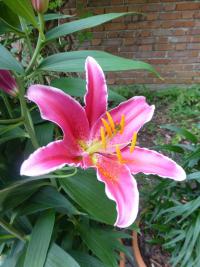 Lilium (Lilie 'Kings Gross' - Orientální hybridy)