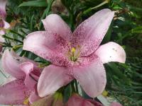 Lilium (Lilie 'Sweet Sugar')