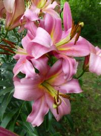 Lilie 'Space Mountain' - OT hybridy