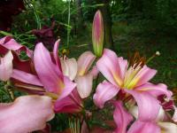 Lilium (Lilie 'Space Mountain' - OT hybridy)