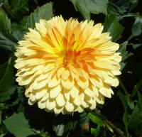 Dahlia 'Gilboa' jiřina květy, květenství Dahlia 'Gilboa' jiřina květy, květenství