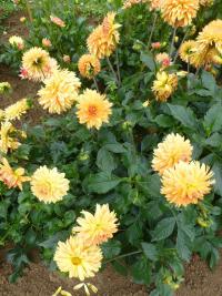 Dahlia 'Gilboa' jiřina rostlina Dahlia 'Gilboa' jiřina rostlina