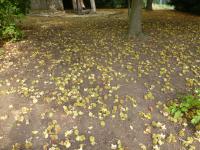 Castanea sativa (Kaštanovník jedlý - spadané plody)