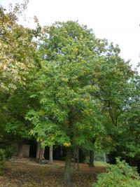 Castanea sativa (Kaštanovník jedlý - habitus na podzim)