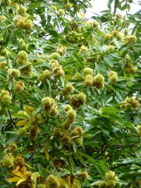 Castanea sativa (Kaštanovník jedlý - větve s plody)