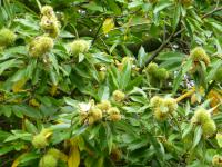 Castanea sativa (Kaštanovník jedlý - větve s plody)