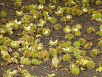 Castanea sativa (Kaštanovník jedlý - spadané plody)