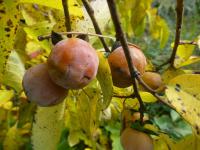 Diospyros virginiana (Tomel viržinský - větévky s plody)
