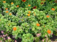 Tithonia rotundifolia (Titonie okrouhlolistá)