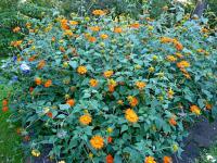 Tithonia rotundifolia (Titonie okrouhlolistá)