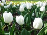 Tulipán 'Royal Virgin' - Triumph tulipány