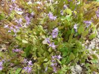 Epimedium grandiflorum (Škornice velkokvětá 'Lilafee')