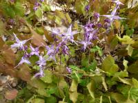 Epimedium grandiflorum (Škornice velkokvětá 'Lilafee')