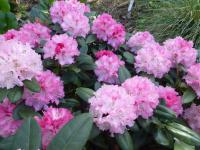 Rhododendron degronianum subsp. yakushimanum (Pěnišník jakušimský 'Kalinka')